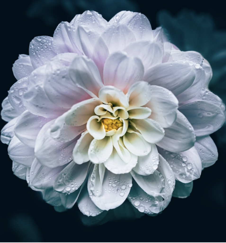 The-Chlorisian-Bloom-Facial-Elysian-Medspa-Rejuvenation-Center